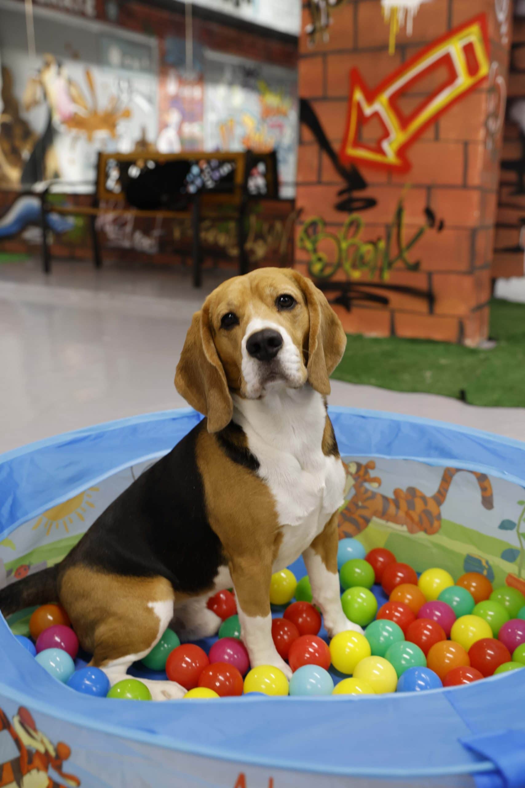 Doggy in ballpit