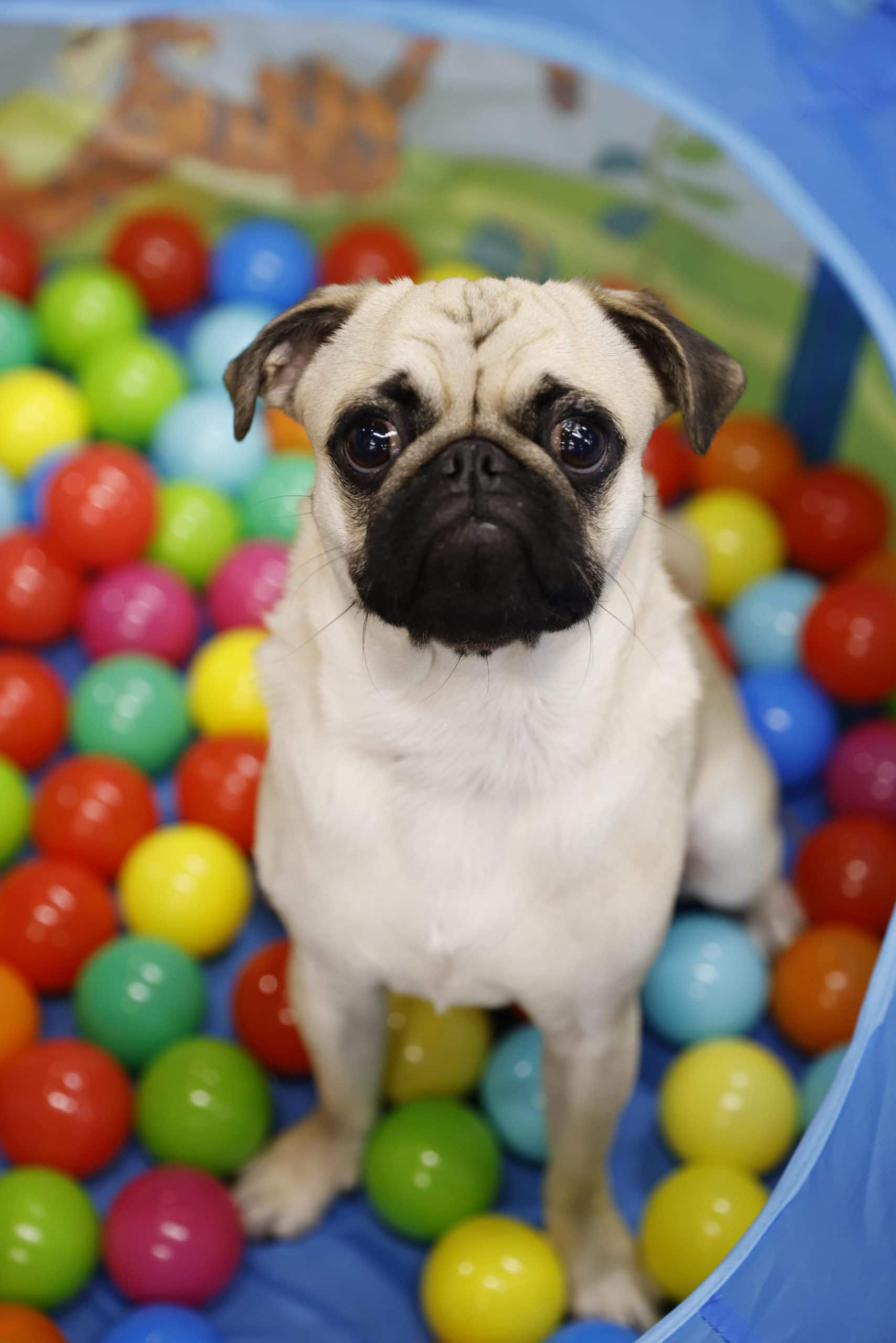 Doggy in ballpit