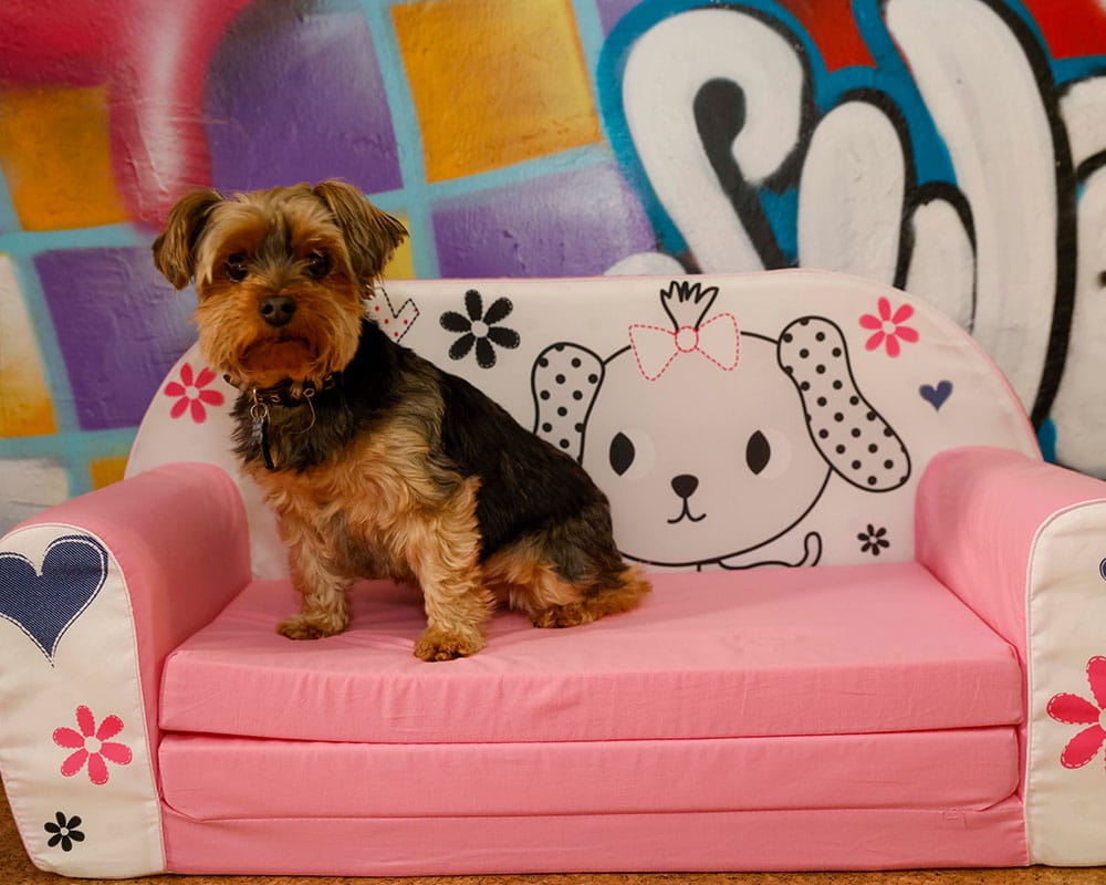 dog on little couch