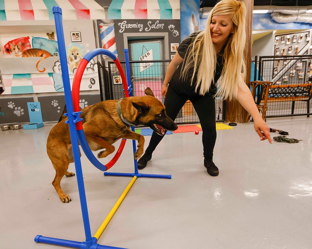 Dog jumping through hoop in dog school